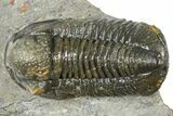 Detailed Gerastos Trilobite Fossil - Morocco #363956-2